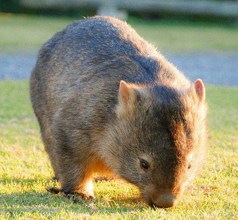 wombat pospolity