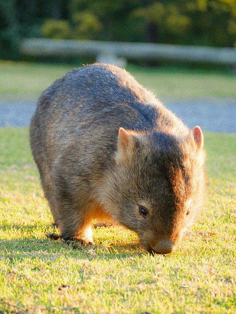 wombat pospolity