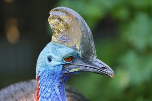 Kazuar