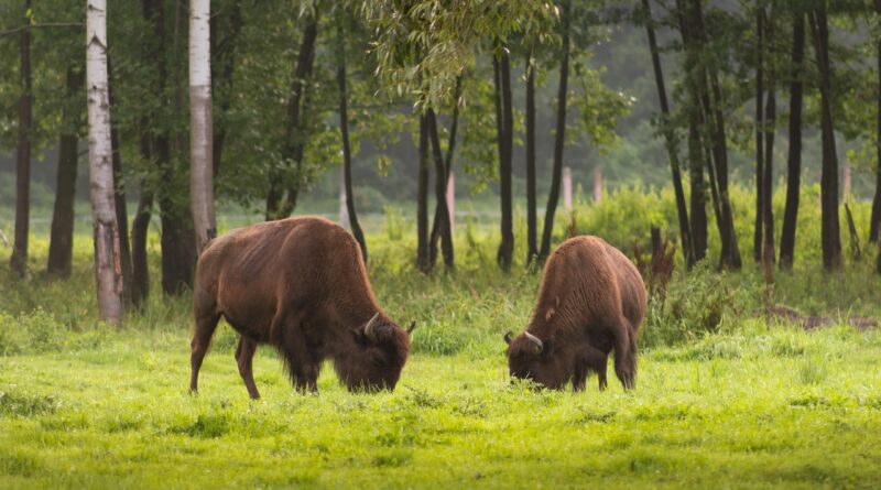 Żubr - zwierzęta chronione w Polsce