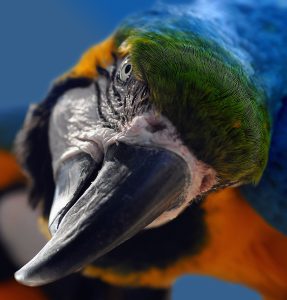 papuga