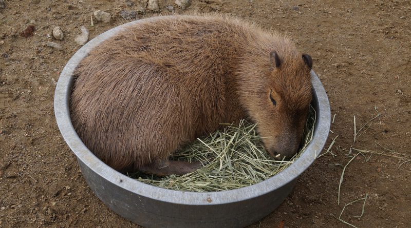 kapibara we śnie