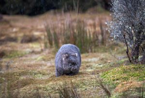 wombat