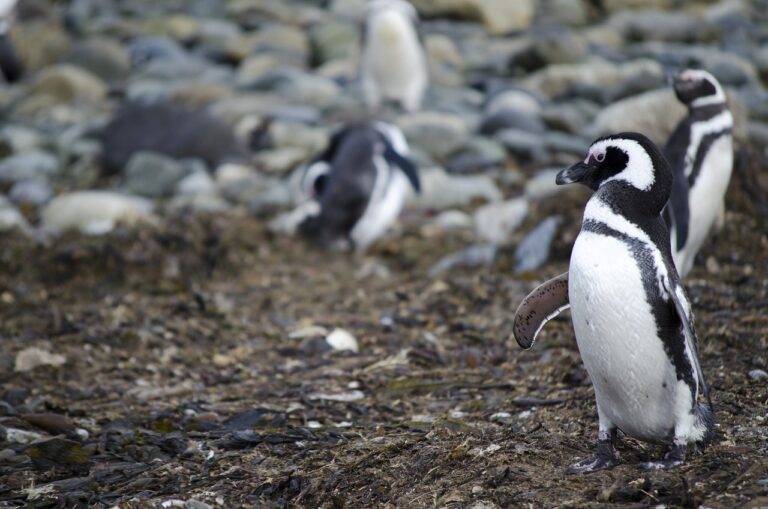 pingwiny na Antarktydzie