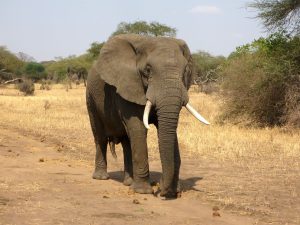 ile żyje słoń