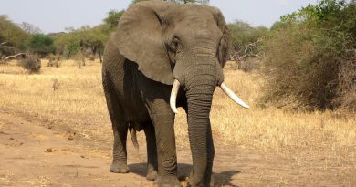 ile żyje słoń