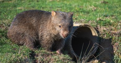 wombat tasmański