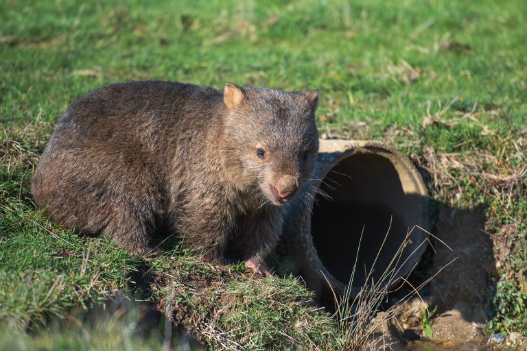 wombat tasmański