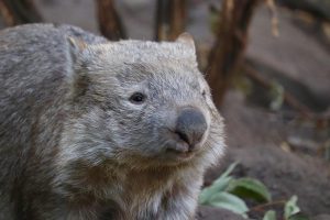 wombat defekacja