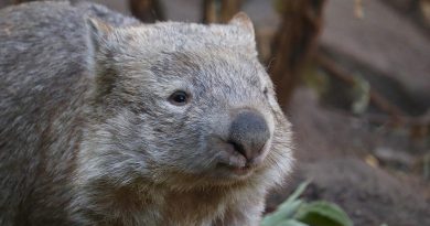 wombat defekacja