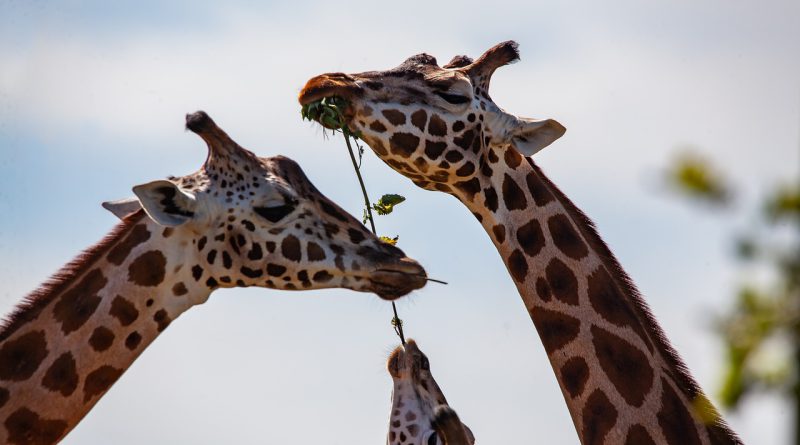 zachowanie żyraf